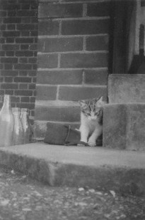 St. Albans Hostel Cat